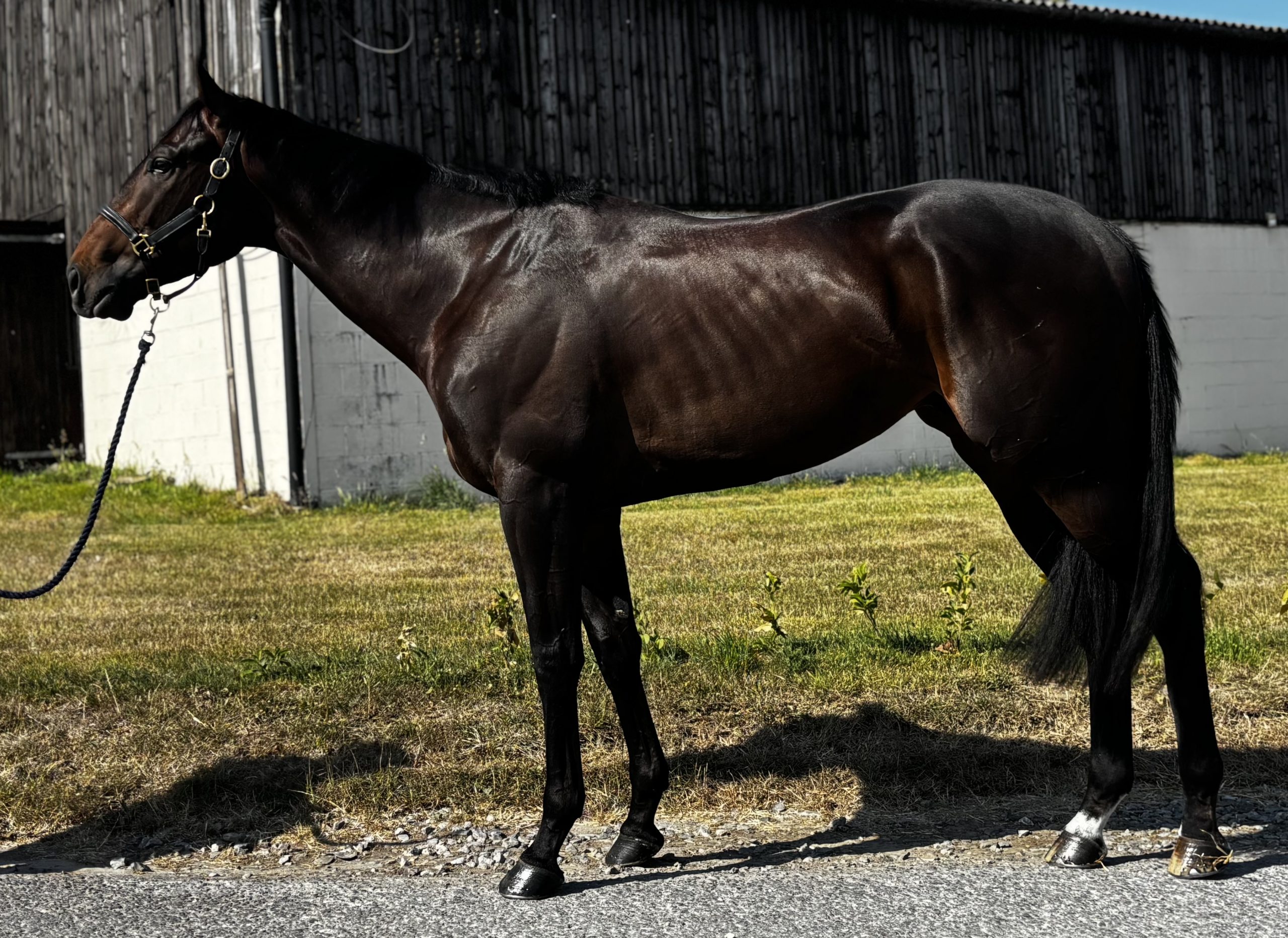 For Sale – See Blue (1 SHARE LEFT)