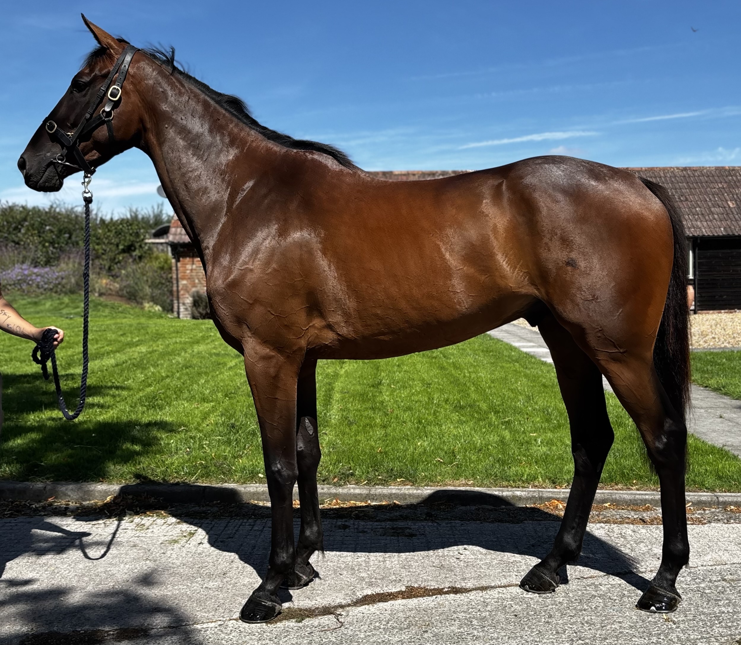 Capri X Ahoy Delilah