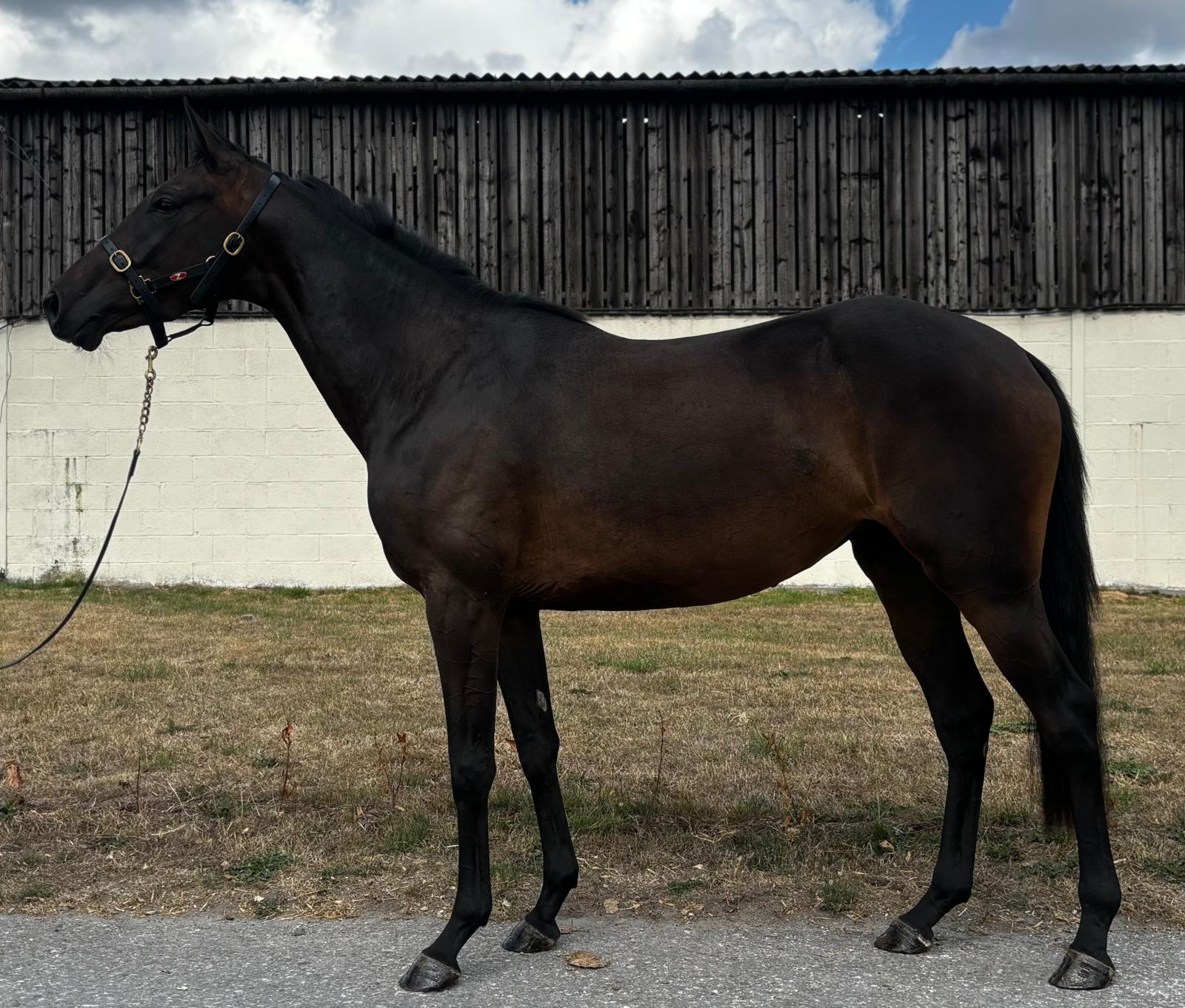 For Sale – 2023 KAP ROCK X ISITYOURSELF