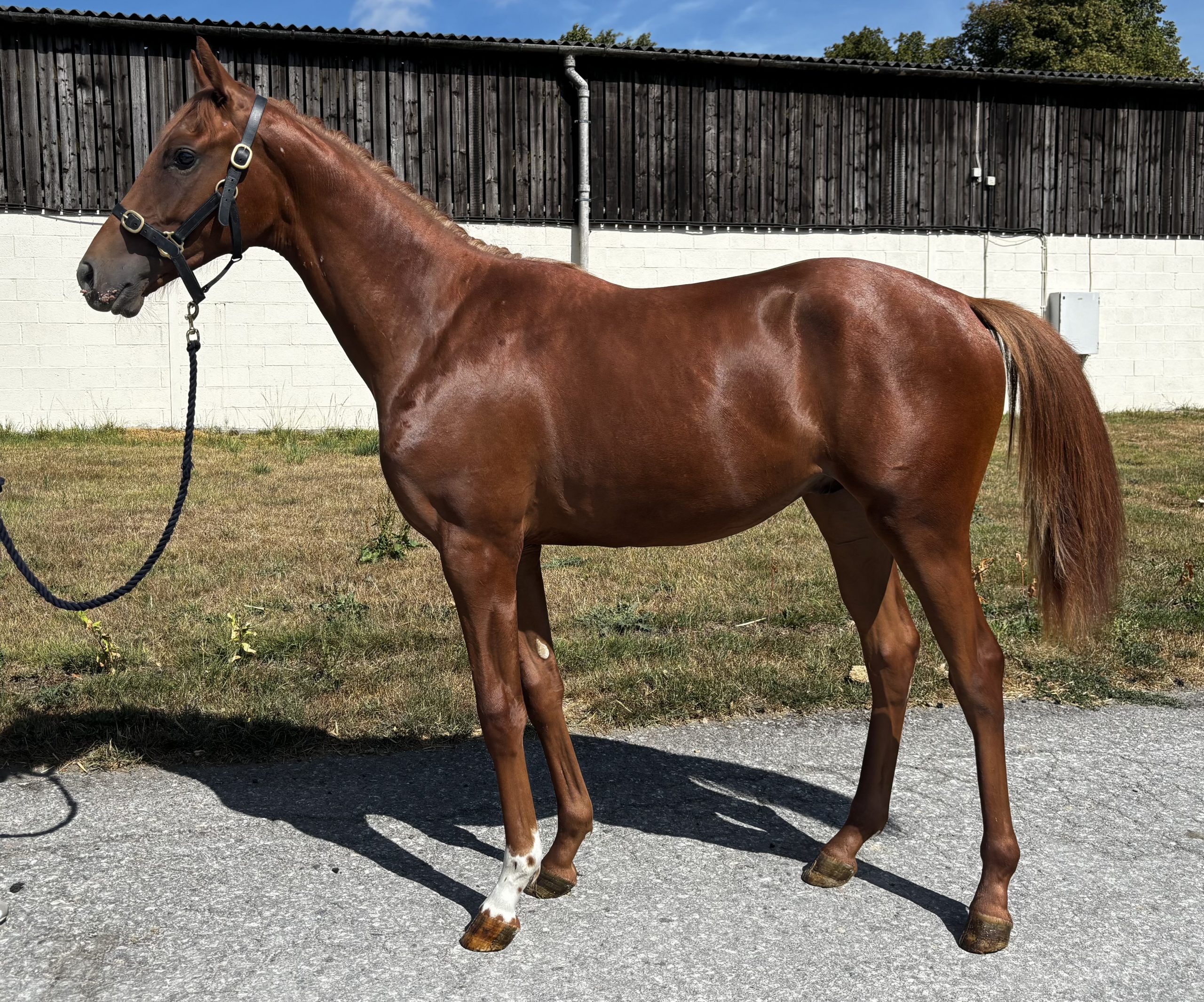 Nirvana Du Berlais x Tempete D’Ainay