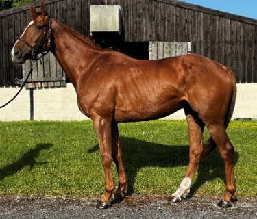 Jackpot Cauveliere
